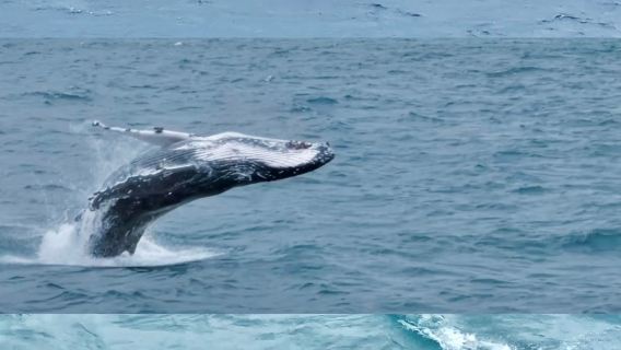 Christchurch Departure - Kaikoura Whale Watching Cruise + Point Kean Viewpoint Private Charter Day Trip