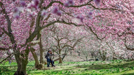 NYC: Pase para el Jardín Botánico de Nueva York