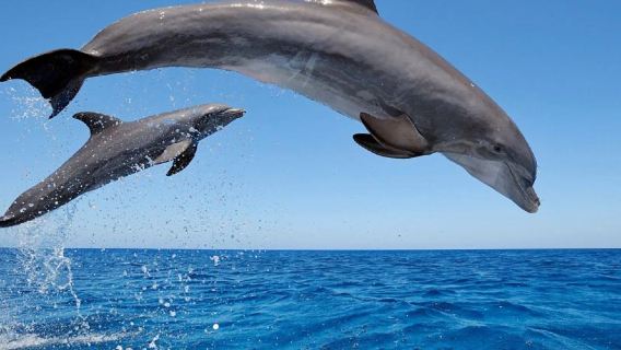 韓國濟州島西南線海釣/追逐海豚一日遊【小團品質遊】