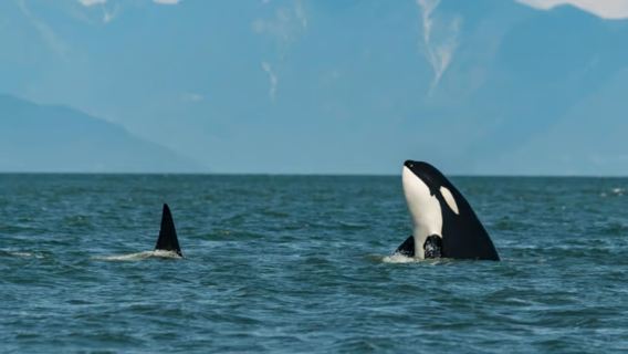 Whale Watching Tour in Tromsø, Norway (MS Gabriele Comfortable Catamaran)
