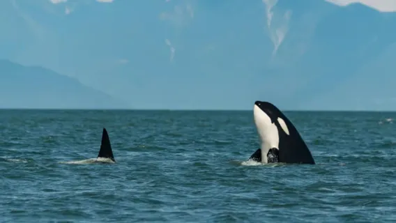 Whale Watching Tour in Tromsø, Norway (MS Gabriele Comfortable Catamaran)