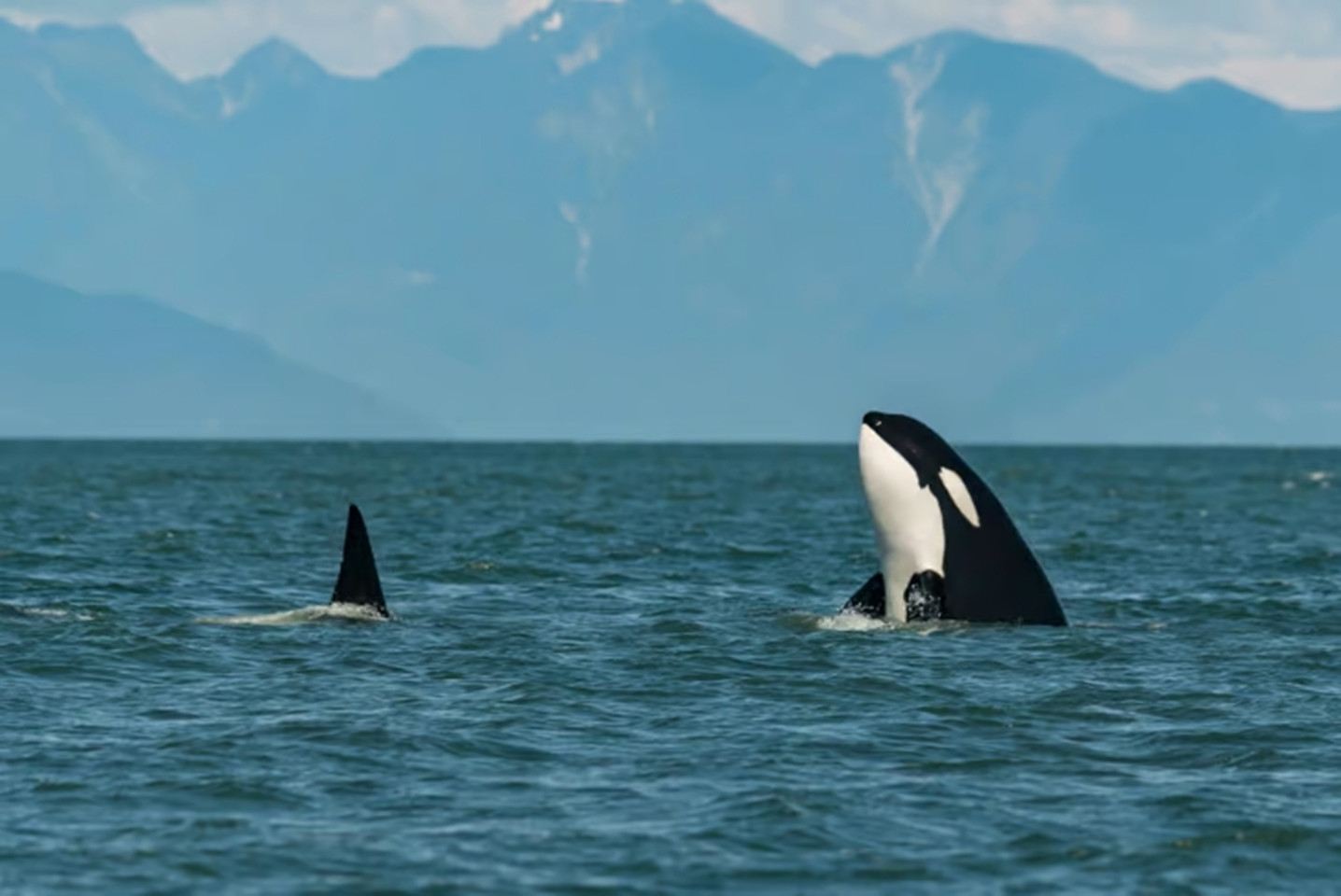 Norway Tromso Whale Watching Tour (Comfortable Catamaran MS Gabriele)