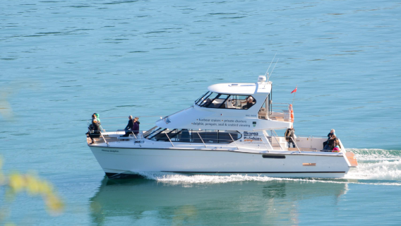 Naturkreuzfahrt im Hafen der Delfine in Akaroa, Canterbury, Neuseeland|2-stündige Naturhafenrundfahrt