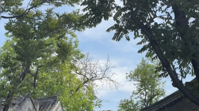 北京什剎海黃包車深度體驗-胡同穿梭記【15分鐘速覽/30分鐘打卡拍照+打卡銀錠橋/恭王府+每車可乘2大1小】