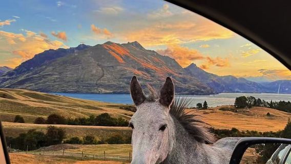 Christchurch to Shamarra Alpacas in Akaroa round-trip private charter for exclusive exploration of North and South Islands