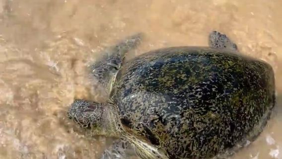 科倫坡| 美瑞莎+加勒&椰子林+鞦韆+高蹺漁夫|包車日遊
