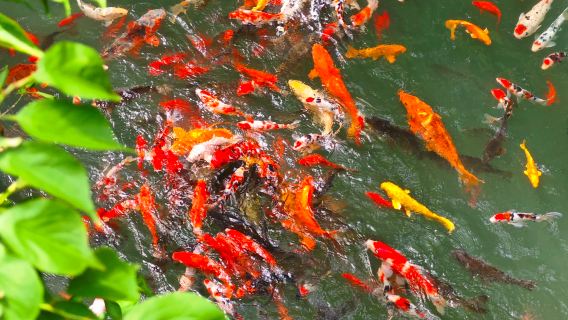 ทัวร์ส่วนตัว 1 วันในหางโจว ทะเลสาบซีหู วัดหลิงอิ่น ปีนเขาชาฯ (กลุ่มเล็ก 2-5 คน) ไกด์นำเที่ยวภาษาอังกฤษ