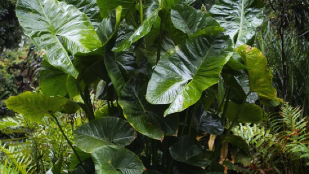 【新加坡一日遊】新加坡植物園+濱海灣+新加坡美術館+聖淘沙