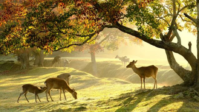 From Kyoto: Nara History Guided Half Day Bus Tour with lunch