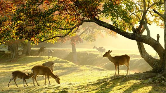 Sacred Nara Half-Day Tour: Bowing Deer, Shrines & Authentic Local Lunch