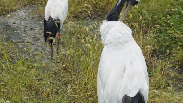鹽城丹頂鶴 麋鹿 荷蘭花海包車一日