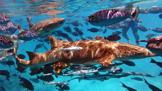 MaldivesMaléStingray's & Shark'sFreedivingSnorkeling3 Hours [Swim with Sharks]