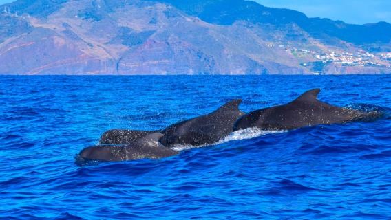 Madeira: Responsible Whales and/or Dolphins Watching Tour