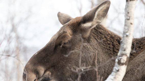 Abisko: Wilderness Snowshoe Hike