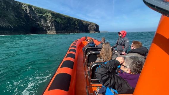 Cornwall: Guided Seal Safari by Boat