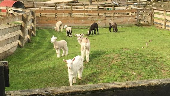AucklandTours