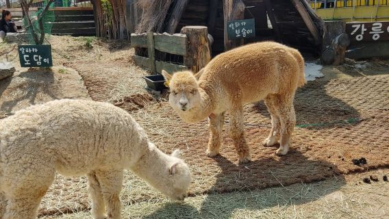 韓國首爾出發｜江原道攻略包車一日遊｜南怡島+法國村+樂高