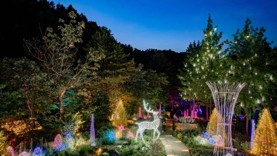 Ladang Alpaca Korea + Pulau Nami + Basikal Kereta Api + Lawatan Lampu Malam Arboretum (Bertolak dari Seoul)