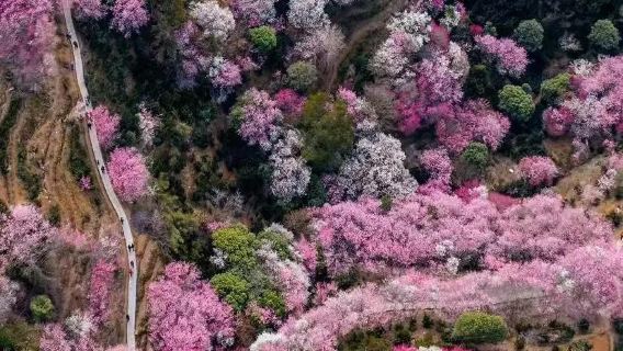 賣花漁村+徽州古城一日遊【賞梅◆徽州尋夢◆2-6人精緻小團】