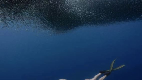 Snorkeling alla tempesta di sardine di Napaling, barriere coralline e banchi di pesci a Bohol, Filippine