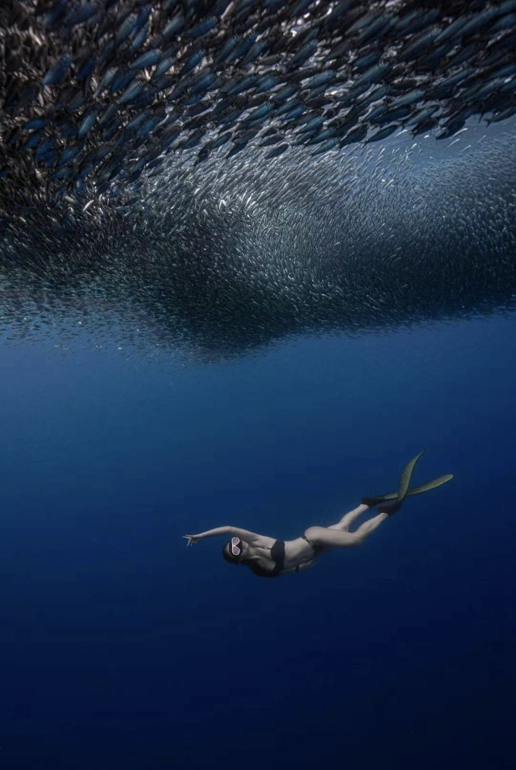 Half-day Snorkeling Tour with Sardine Run, Coral & Fish Schools at Napaling, Bohol Island, Philippines