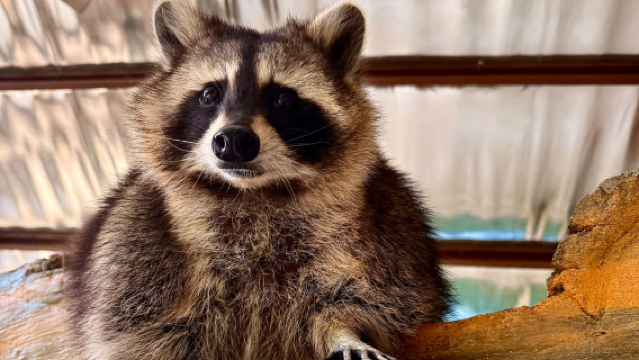 รูปปั้นเทพเจ้ามุรุกันที่ถ้ำบาตู· สัตว์เลี้ยงสุดน่ารักของเหล่าคนดังทางอินเทอร์เน็ต· ทัวร์วันเดียว/ทัวร์หลายวัน