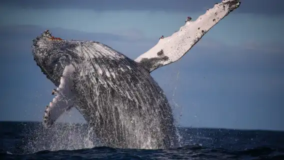 Sydney Whale Watching Fantasea Cruising Cruise