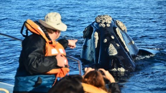 Peninsula Valdes and Whale Watching Tour from Puerto Madryn