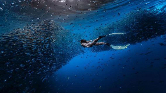 Bohol Island Sardines Snorkeling/Diving + Chocolate Hills + Tarsier + Lobo River Cruise in the Philippines