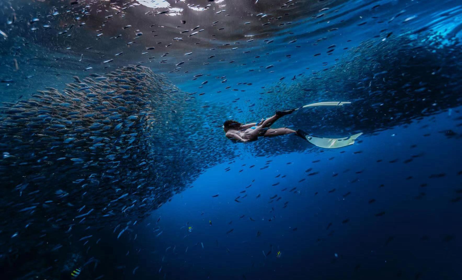 Philippines Bohol Island Sardine Snorkeling/Scuba Diving + Chocolate Hills + Tarsier + Loboc River Cruise