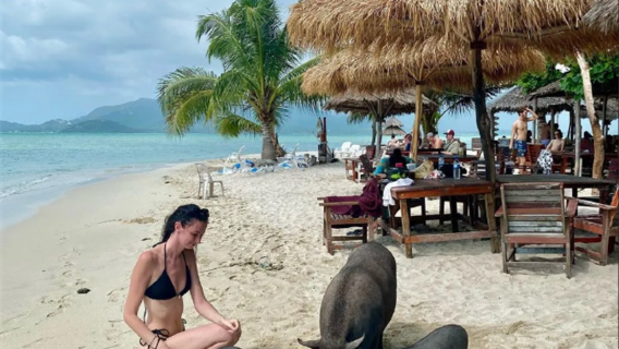 Excursion d'une demi-journée à Koh Samui, en Thaïlande, avec plongée en apnée, observation de cochons et plongée avec les dauphins roses
