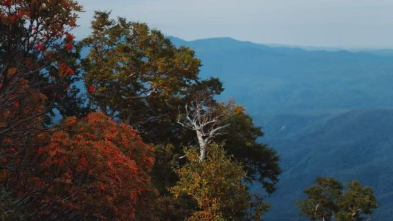 日本北海道大雪山國立公園+層雲峽【秋季賞楓徒步/中文專車】