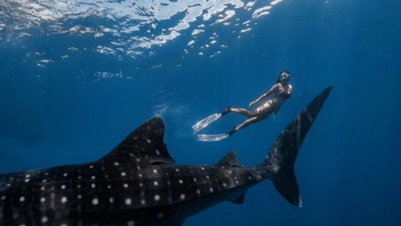 Филиппины, Себу: плавание с китовыми акулами + рафтинг и каньонинг в Кавасан (трансфер из Себу)|Отправление с острова Бохоль обратно в Себу