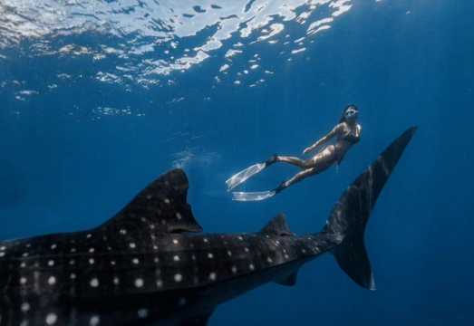 Cebu Whale Shark + Kawasan Falls Canyoneering Adventure [Round Trip from Cebu]|Return to Cebu from Bohol Island