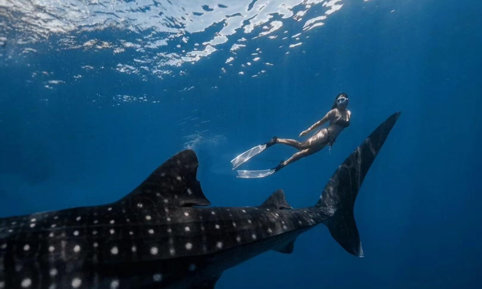 Филиппины, Себу: плавание с китовыми акулами + рафтинг и каньонинг в Кавасан (трансфер из Себу)|Отправление с острова Бохоль обратно в Себу