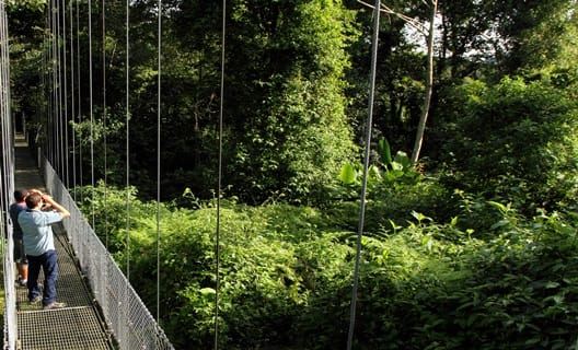 Arenal National Park: Hanging Bridges Small Group Tour