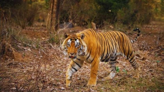 Ranthambore National Park: Jeep Safari from Sawai Madhopur