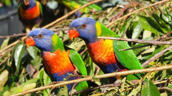 Melbourne-Tour: Spaziergang durch den Yarra und Mittagessen im historischen Bootshaus