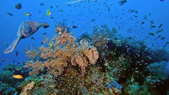 Bali/Nusa Penida: 3 Penyelaman Menyenangkan ke Manta Point, Mola & Reef