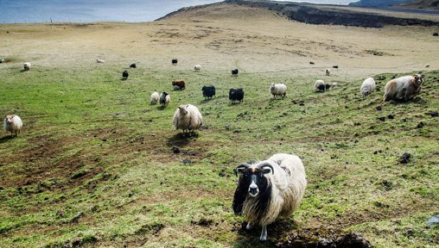 Reykjavik - Westman Islands (Bus transfer to Landeyjahöfn)