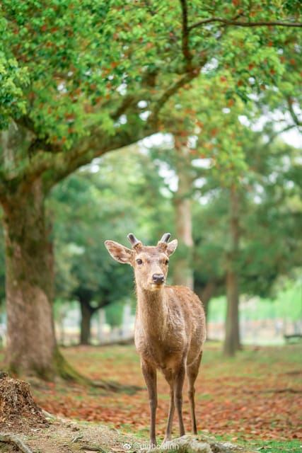 Osaka: Kyoto & Nara & Uji Historical and Scenic One-Day Tour