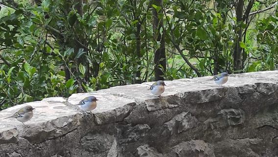 Madeira: Chuyến đi bộ đường dài có hướng dẫn của Rabaçal, Risco và 25 Fontes