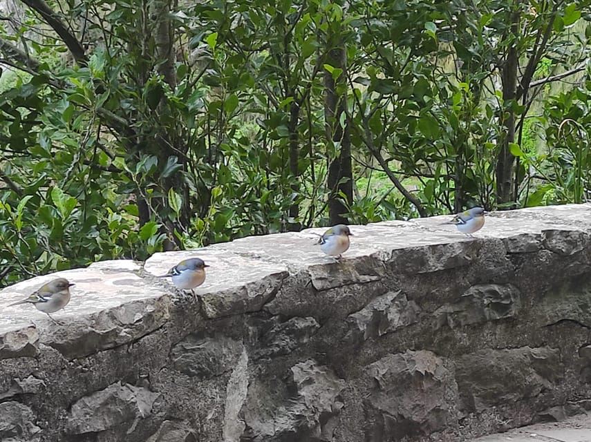 Madeira: Rabaçal, Risco and 25 Fontes Guided Hiking Tour