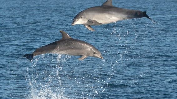 Dolphin Watching Boat Excursion to Figarolo Island from Olbia