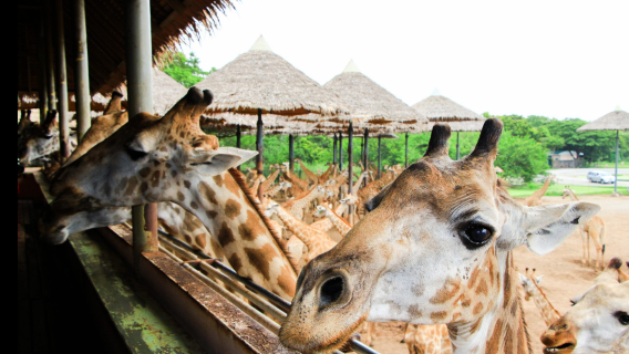 Bangkok Safari World: attività di alimentazione delle giraffe alla terrazza delle giraffe (area del parco marino) e pacchetto