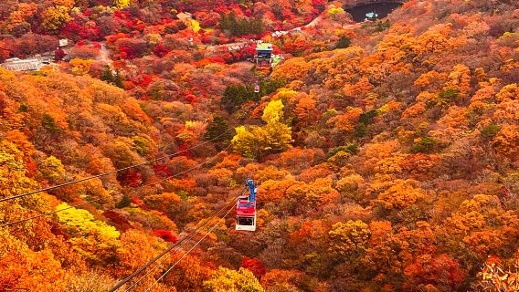 Autumn maple viewing tour|Naejangsan National Park|Depart from Seoul/Pusan