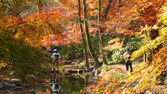 Hangzhou Nine Creeks half-day hiking tour [Nine Creeks and Eighteen Gullies fan painting + Longjing tea tasting + Eighteen Imperial Tea Trees]