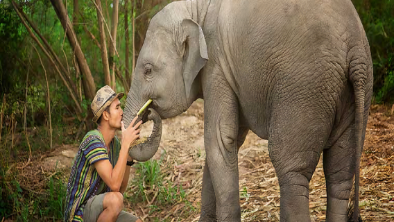 芭達雅 大象眾林保護區半日遊【大象互動+餐飲+接送】