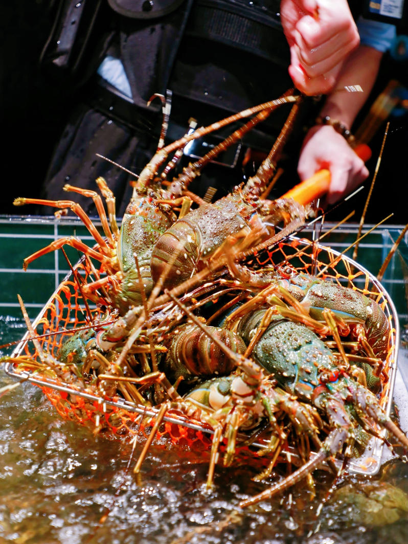 深圳·雍容薈活波士頓龍蝦活青龍自助餐｜海鮮自助天花板【活波士頓龍蝦青龍不限量+即撈即蒸+超200種海鮮美食任食】