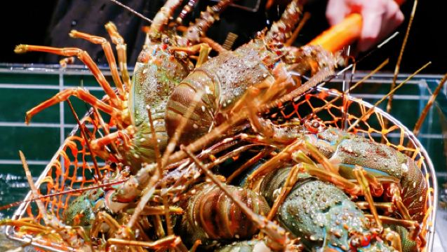 深圳·雍容薈活波龍活青龍自助餐｜海鮮自助天花板【活波龍青龍不限量+現撈現蒸+超200種海鮮美食暢吃】